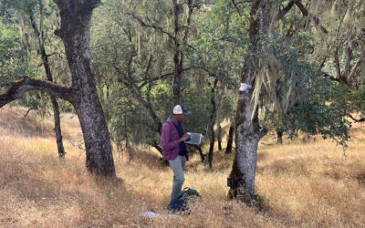 Birds, Not Bats, Flock to Burned Oak Savannas