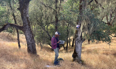 Birds, Not Bats, Flock to Burned Oak Savannas